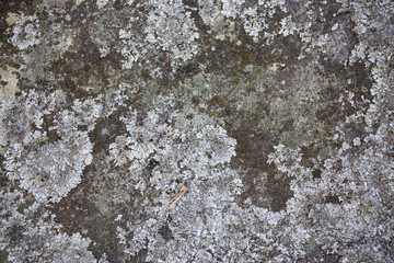 Stone texture