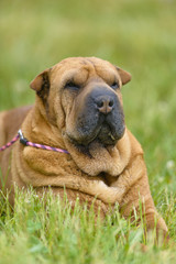 sharpei dog