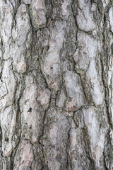 Bark texture