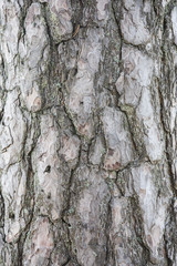 Bark texture