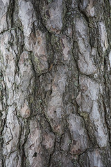 Bark texture