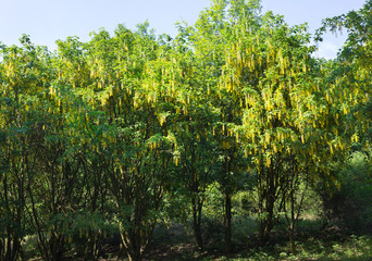 Fototapeta na wymiar Common laburnum anagyroides yellow golden rain spring flower plant tree bloom park
