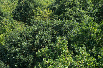 Fototapeta premium Treetops aerial top view green tree forest different species cultivar background texture sustainable conservation 