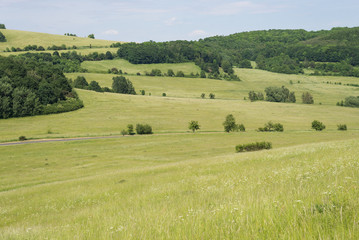 Grassland green spring landscape meadow with hill and forest