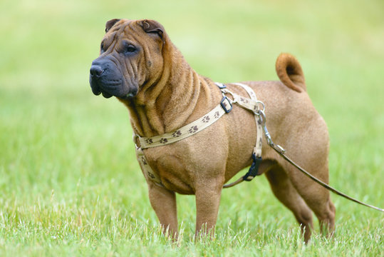 sharpei dog