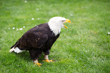Portrait of a bald eagle on grass.