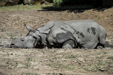 Rhino resting in a mud