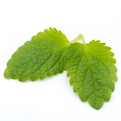 Fresh mint leaves isolated on white background.