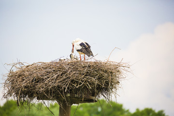 Maman cigogne qui nourrit ses petits cigogneaux