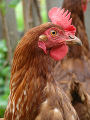 Red hen close up