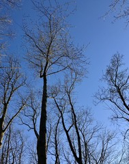Wald