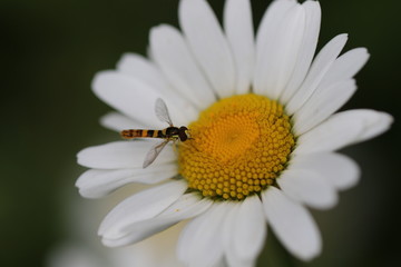 Fototapeta premium syrphe