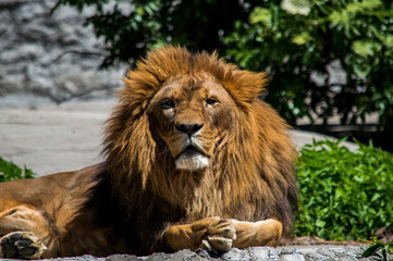 Male lion laying on a rock