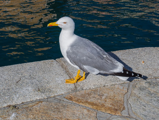 Italian seagull