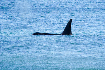 Orca vor Sealion Island, Insel der Falklands