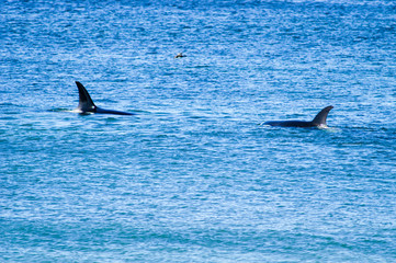 Fototapeta premium Orcas vor Sealion Island, Insel der Falklands