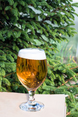 Beer in a glass on a wooden table with spruce background, a natural background. Recreation