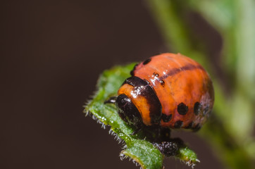 Red larva of the Colorado potato beetle eats potato leaves