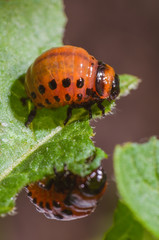 Red larva of the Colorado potato beetle eats potato leaves