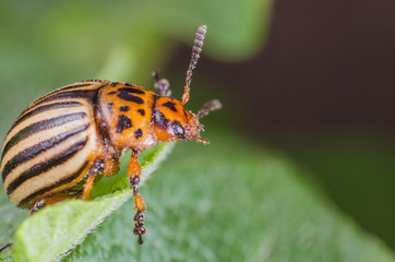 Colorado potato beetle eats potato leaves, close-up