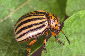 Colorado potato beetle eats potato leaves, close-up