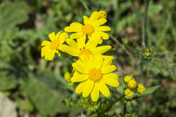 White and yellow daisies that grow in natural environment, daisies with daisy flowers-do not like fal look,

