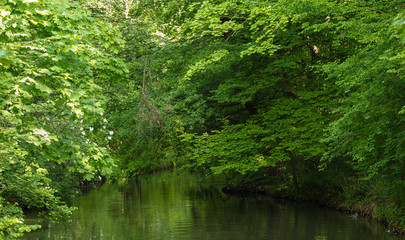 Fototapeta na wymiar A small green river which flows into the lake Leman. Lausanne Switzerland