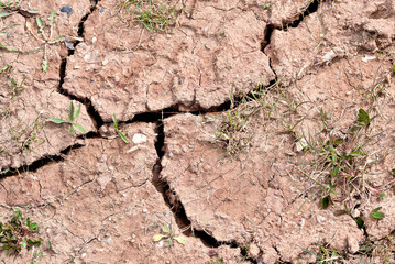  Dry cracked land Green shoot,close up