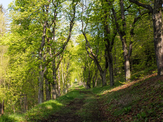 Alley in the park