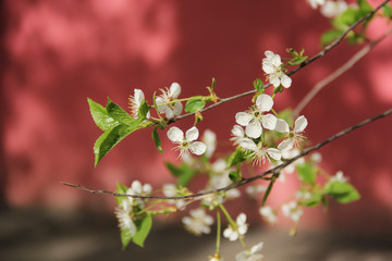 The blooming of  cherry tree