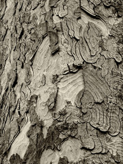 rough and cracked sycamore bark with patterned surface