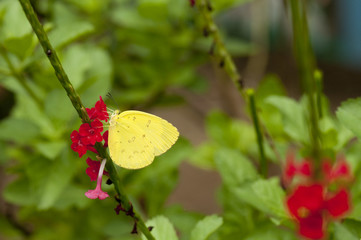 Three Spot Grass Yellow (Eurema blanda snelleni) butterfly