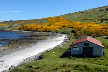 Fototapeta na wymiar Der Strand von Carcass Island , Insel der Falklands