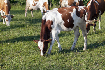 Fototapeta na wymiar Colorful Cows graze in the pasture