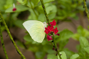 Male Lemon Emigrant (Form-alcmeone) butterfly
