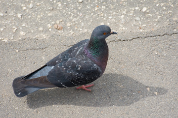 urban dove