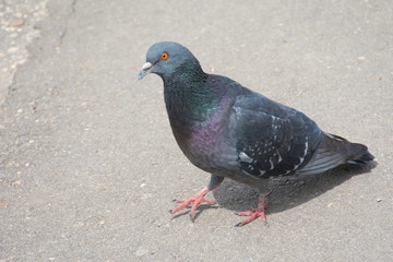 urban dove