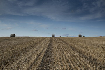 Haybales on a field