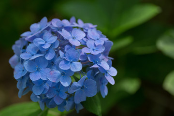 Purple hydrangeas close up
