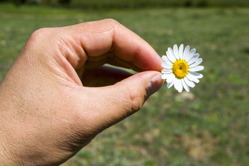 White and yellow daisies that grow in natural environment, daisies with daisy flowers-do not like fal look,

