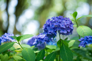 Purple hydrangeas close up
