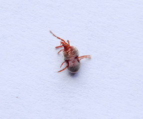 Red velvet mite on white sheet of paper. Macro shooting of velvet plaster mite.