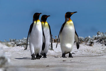 Königspinguine in den Dünen der Ostinsel der Falklands 