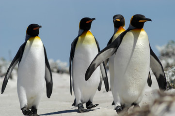 Plakat Königspinguine in den Dünen der Ostinsel der Falklands 