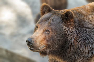 animal muzzle of a large brown bear predator