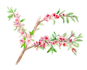 illustration of almond blossom flowering twig. watercolor painting