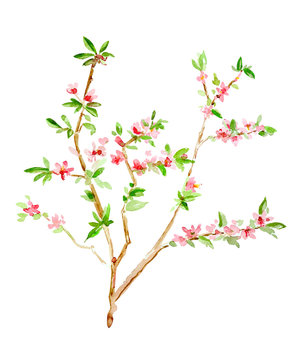 almond blossom flowering twig. watercolor painting