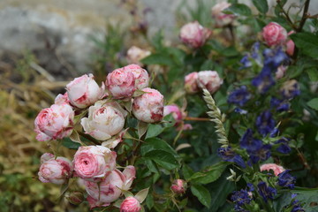 Obraz premium Bouquet Rose