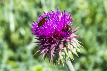 Silybum marianum plant, a medicinal plant glowing in the spring
