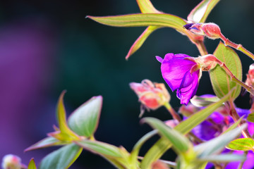 Purple Morning Flower